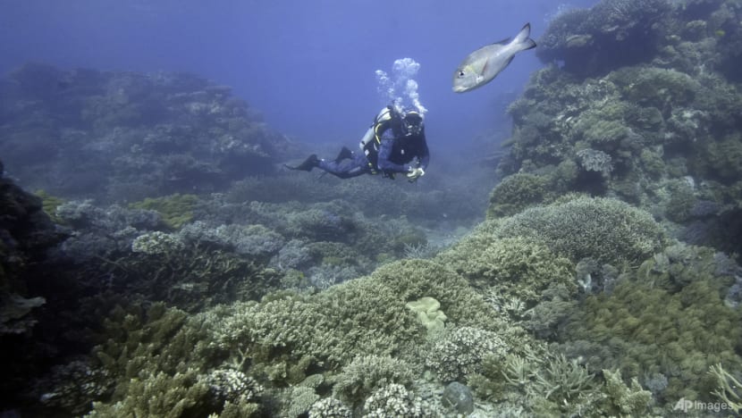 Why should we care about restoring coral reefs? Why should we care about restoring coral reefs?