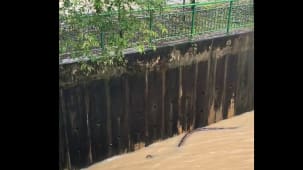 மழை நீரில் நீந்திய பாம்பு