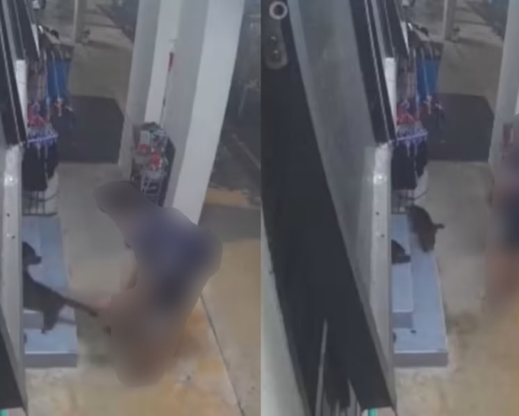 Man pleads guilty to indecent act on cat after being caught on CCTV
