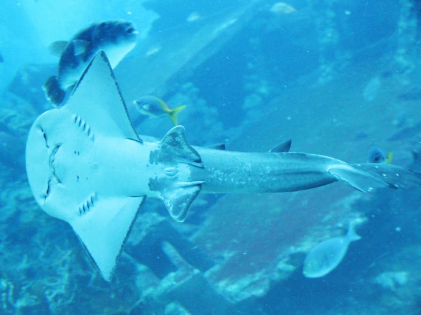 More than 500 babies born at S.E.A. Aquarium since last October More than 500 babies born at S.E.A. Aquarium since last October