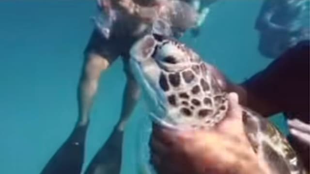 游客骚扰虐待濒危海龟惹众怒 马国当局介入调查