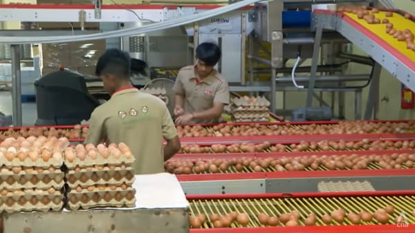 channelnewsasia.com - Rachel Teng - Singapore farms boost egg and vegetable output amid rising costs, bad weather