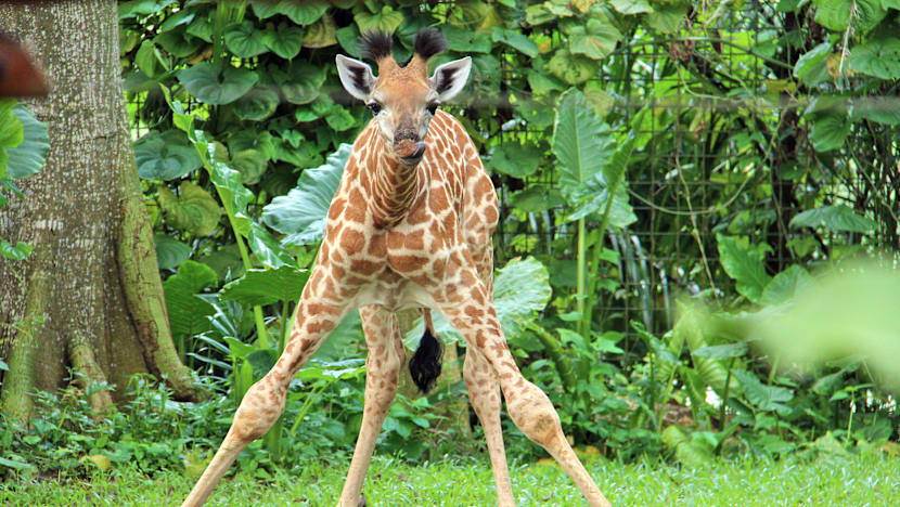 First giraffe calf in 28 years born at Singapore Zoo