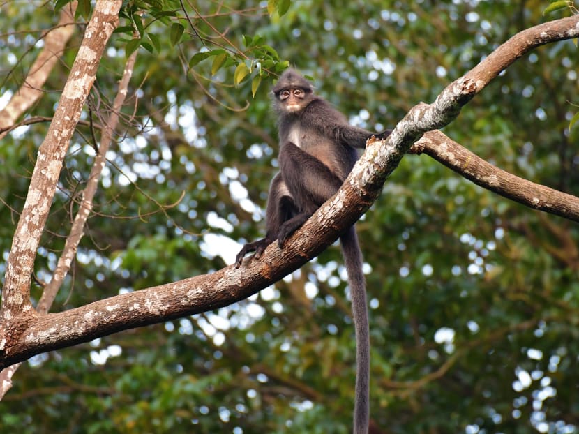 The writer explains why the Raffles' banded langur, a critically endangered primate, is unique and Singapore must “heed the advice of scientists and wildlife specialists”.
