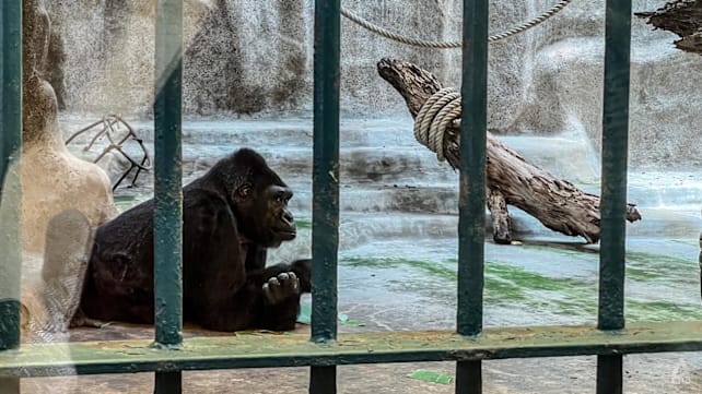FOKUS: Sepi di mata Bua Noi, gorila yang 40 tahun dikurung dalam mal Bangkok