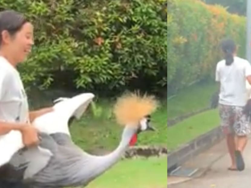 Commentary: Exotic pets turn heads, but should you get one?