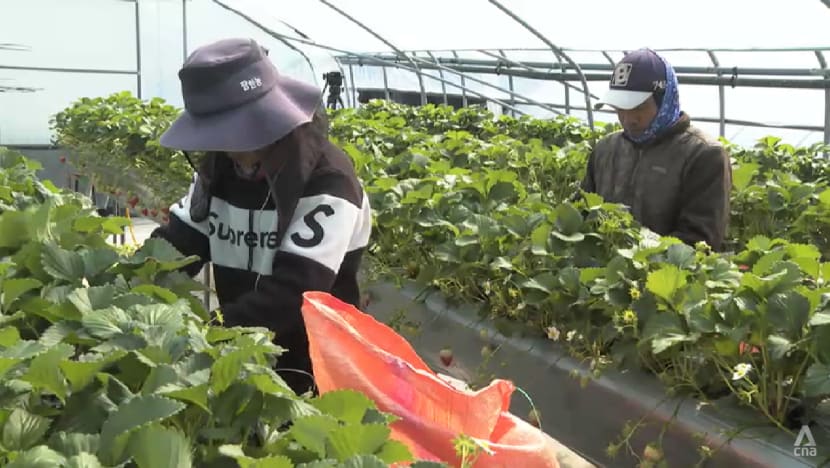 South Korea to bring in 110,000 migrant workers this year, but some businesses want more