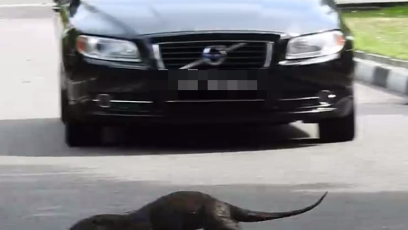 Otter in near-miss accident at East Coast Park
