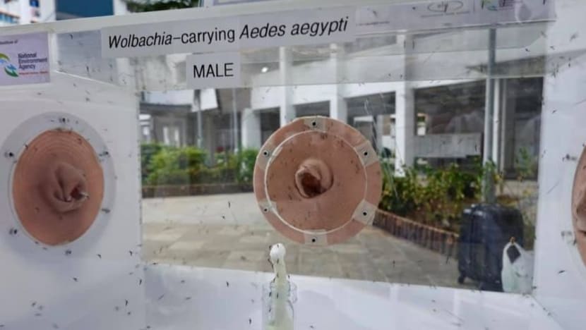 Masagos: Nyamuk Aedes berkurangan 70% di tapak Tampines ini Masagos: Nyamuk Aedes berkurangan 70% di tapak Tampines ini