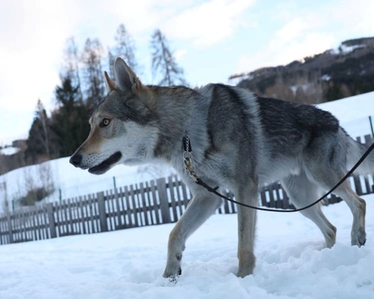 Owners recount panic after Nazgul gatecrashes race on doggy day out