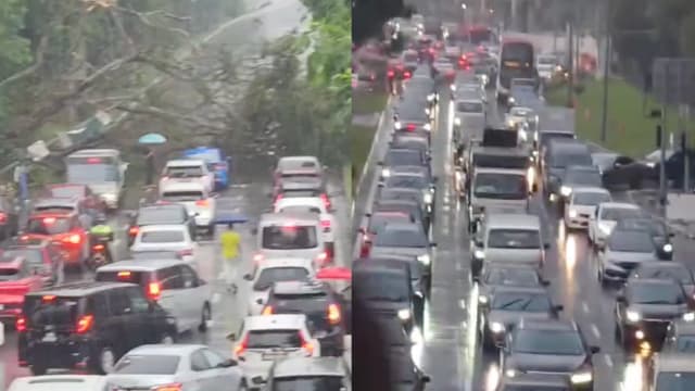 尼诰大道树倒砸车封路 交通瘫痪马路变“停车场”