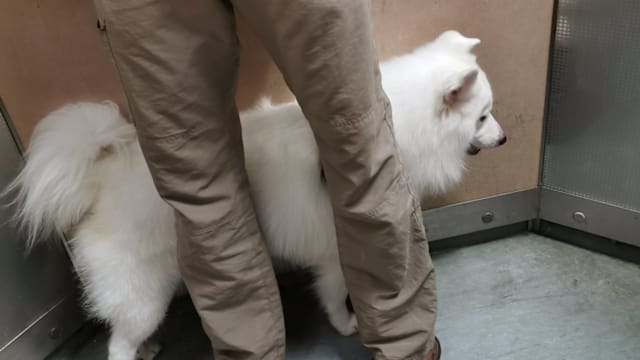 【广播事】狗来狗往