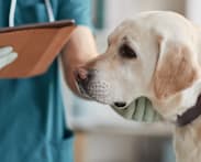 Singapore passes Bill to set up Veterinary Council, raise sector standards 