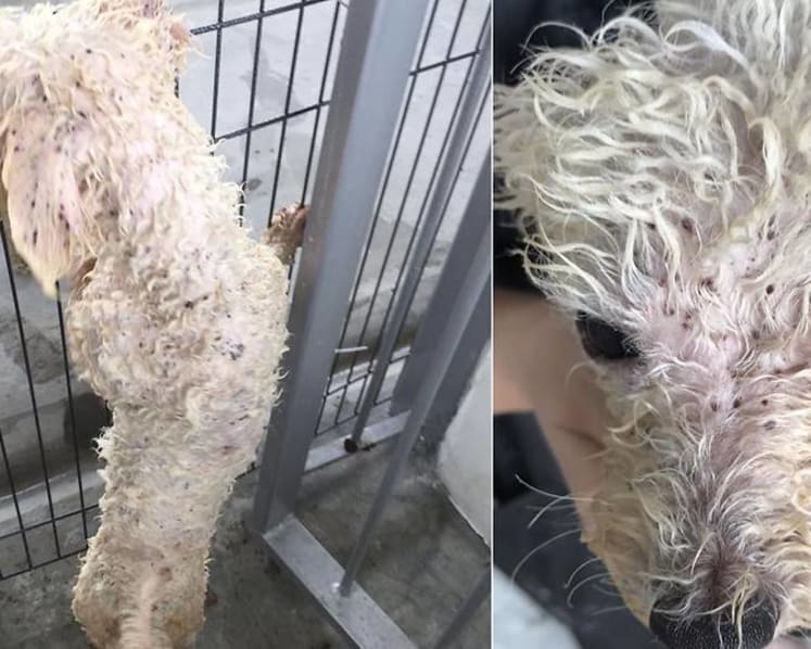 Woman fined for keeping 16 dogs without licence, not taking sick dog to vet