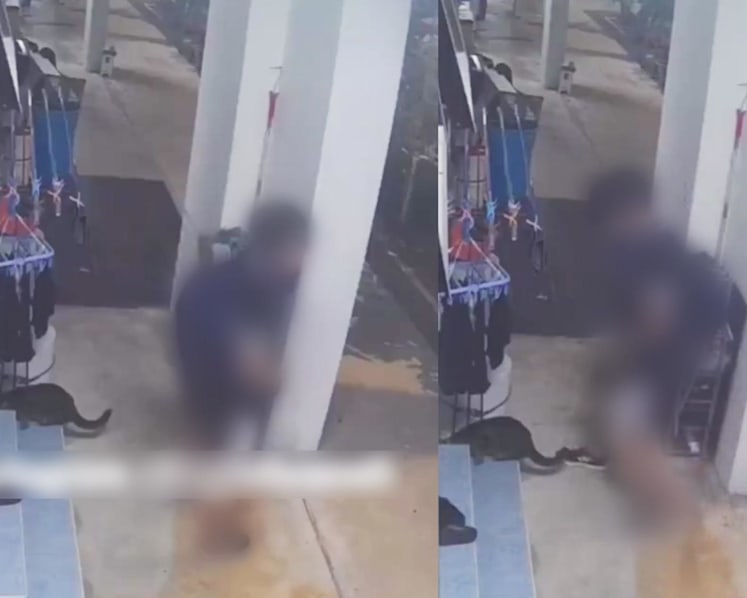 Male teenager caught humping a cat in Bukit Panjang arrested: Police
