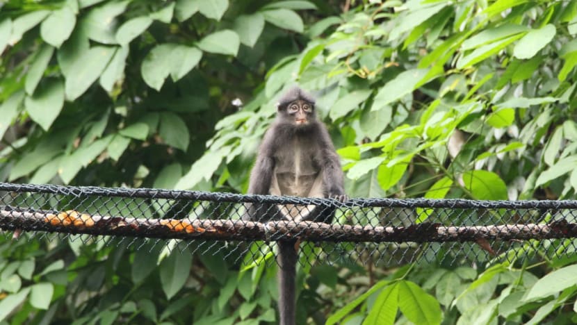 Once near extinction in S'pore, Raffles’ banded langur's population set to double to 150 by 2038: Researchers