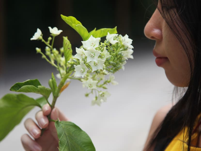 Nature tour at Istana open houses to start on Saturday
