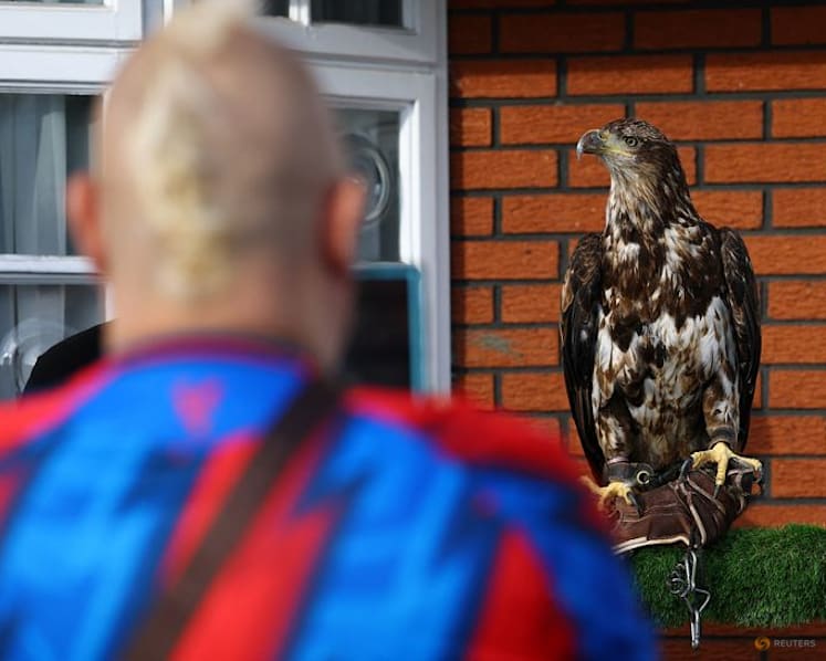 PETA urges Crystal Palace to retire bald eagle mascot Phoenix