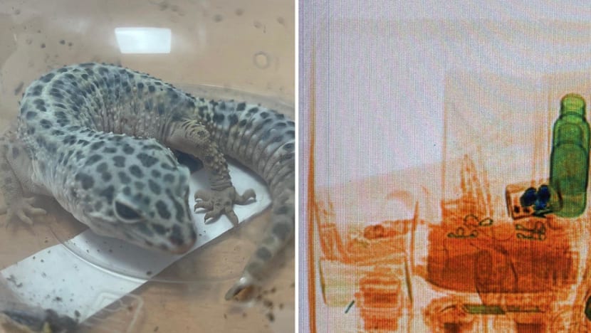 ICA foils smuggling attempt of live leopard gecko at Changi Airfreight Centre
