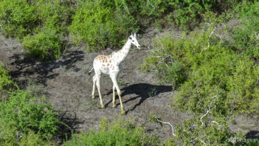 World's last known white giraffe gets GPS tracking device