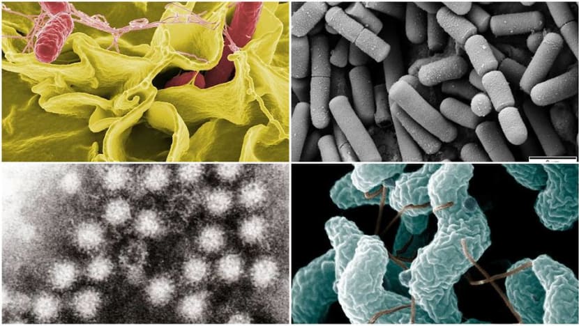 Spize food poisoning: 6 types of pathogens found Spize food poisoning: 6 types of pathogens found