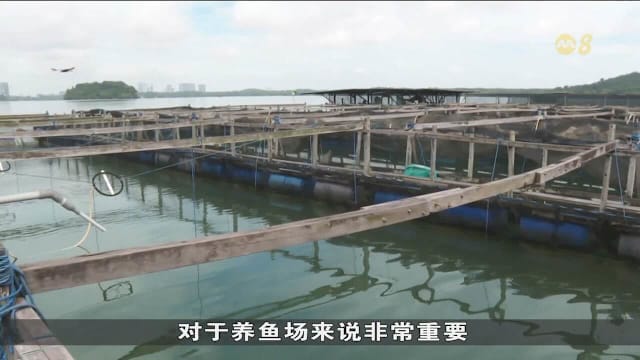 食品局：新科技预测藻华 助加强本地鱼类供应
