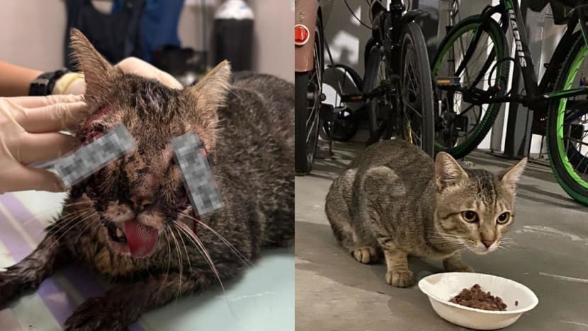 NParks investigating suspected animal cruelty case after death of Punggol cat NParks investigating suspected animal cruelty case after death of Punggol cat