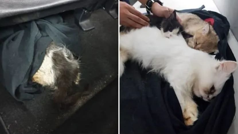 3 anak kucing diberi ubat tidur, disembunyi bawah permaidani kereta di Pusat Pemeriksaan Woodlands 3 anak kucing diberi ubat tidur, disembunyi bawah permaidani kereta di Pusat Pemeriksaan Woodlands