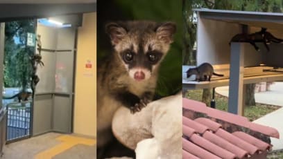 Baby Civet Cats Spotted Hanging Out At Clementi HDB Lift Lobby 