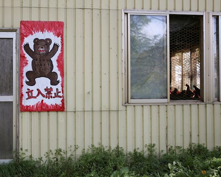 Japanese region asks army to cull bears as attacks spike