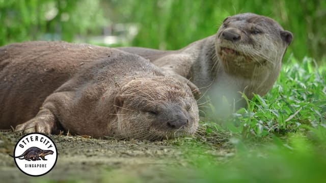 公园局：水獭家族Zouk妈妈是自然死亡
