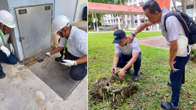 去年鼠患执法行动增近一倍 环境局将加强执法