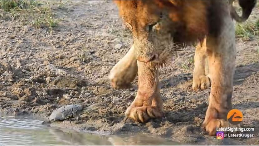 Gambar Pilihan Hari Ini