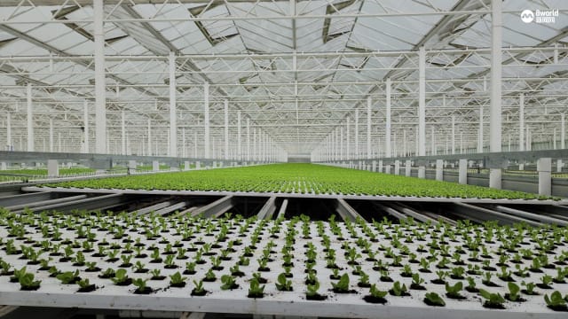 本地开设东南亚最大水耕玻璃温室 每天料能为市场供应四吨新鲜蔬菜