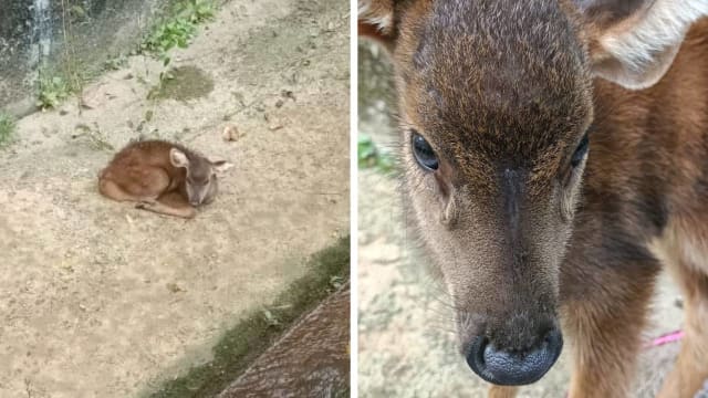 受困沟渠好几天 年幼水鹿获救后死去