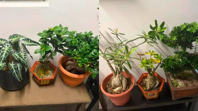 多次涉嫌在义顺偷盆栽 42岁男子明上庭面控