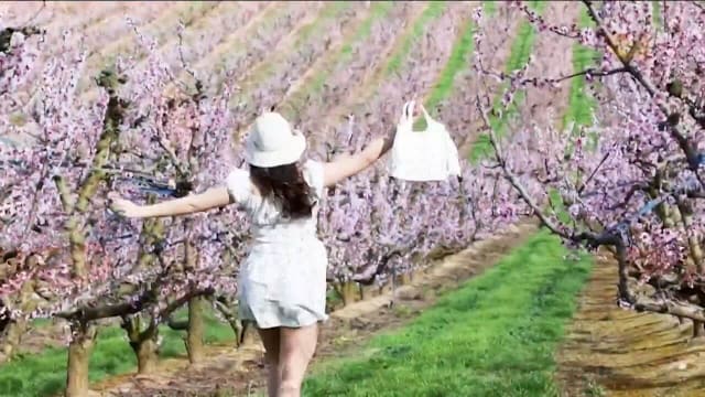 西班牙小镇桃花盛开 吸引各地游客前来赏花