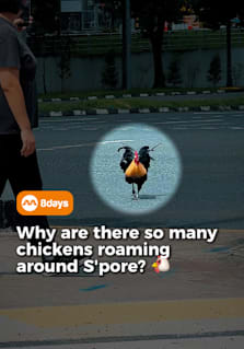 Why are there suddenly so many chickens roaming around Singapore? 🐔 From quiet residential estates and parks to roadsides and open spaces, Singapore’s wild chicken population has become an increasingly familiar sight. These aren’t escaped farm chickens — many are descendants of the red junglefowl, a wild bird native to Southeast Asia and closely related to the domestic chicken. But as more chickens turn up around the island, NParks has been taking steps to manage the population. So if you’ve noticed more clucking around your neighbourhood lately, you’re definitely not alone. And whatever you do… please don’t feed them. 🐔🇸🇬 #8dayssg #8dayssgtrending #chickens #sgviral #sgtiktok