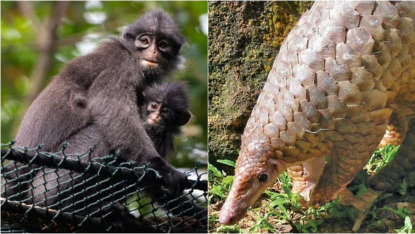 Raffles' banded langur, Sunda pangolin: 5 critically endangered animals in Singapore Raffles' banded langur, Sunda pangolin: 5 critically endangered animals in Singapore