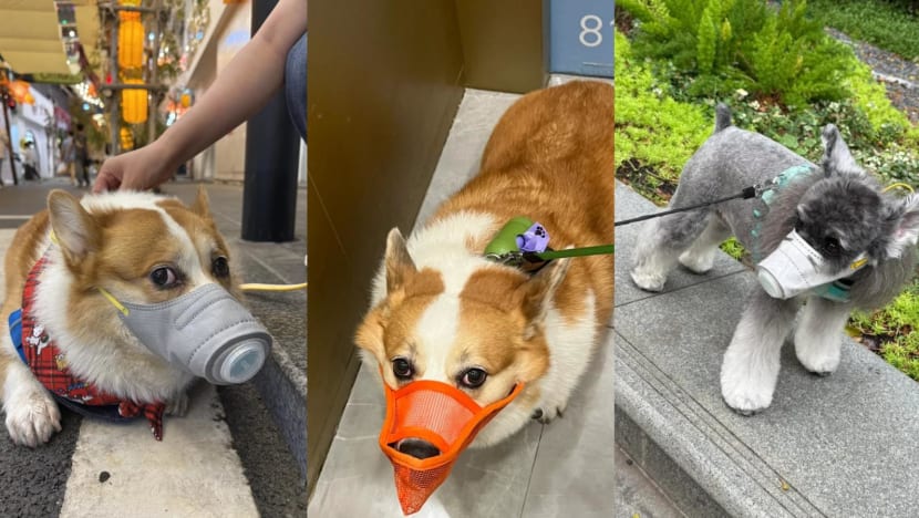 ‘I pity those little lives’: Worried pet owners mask up dogs after suspected poisoning cases in China ‘I pity those little lives’: Worried pet owners mask up dogs after suspected poisoning cases in China