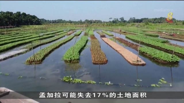 孟加拉大片农地被淹没 迫使农民改用浮动农田