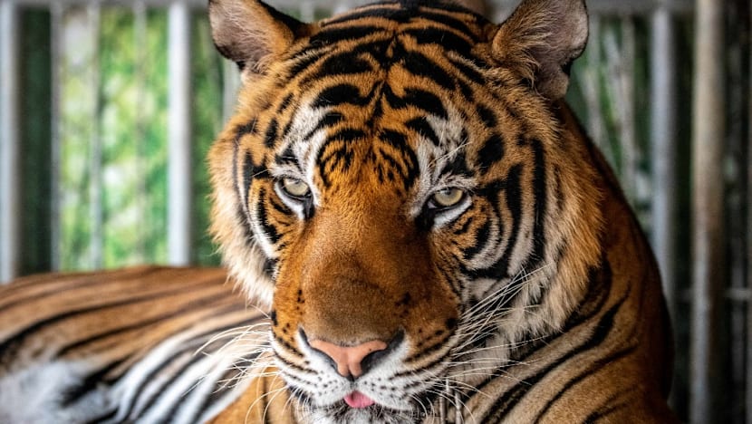 Virus kills dozens of tigers in Thailand park