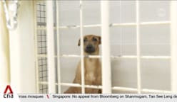 Animal welfare: Shelters welcome new guidelines but flag resource constraints 