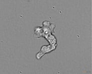Tenacious hot springs amoeba sets heat-tolerance record