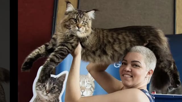 或成世界最大家猫 巴西猫咪身形宛如猎豹