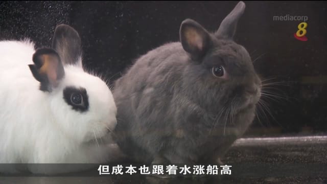 宠物寄宿服务需求涨五成 供不应求 
