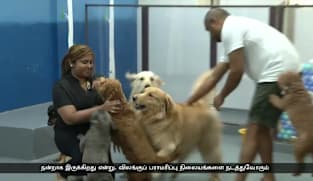 செல்லப்பிராணிகளையும் வதைக்கும் புகைமூட்டம்