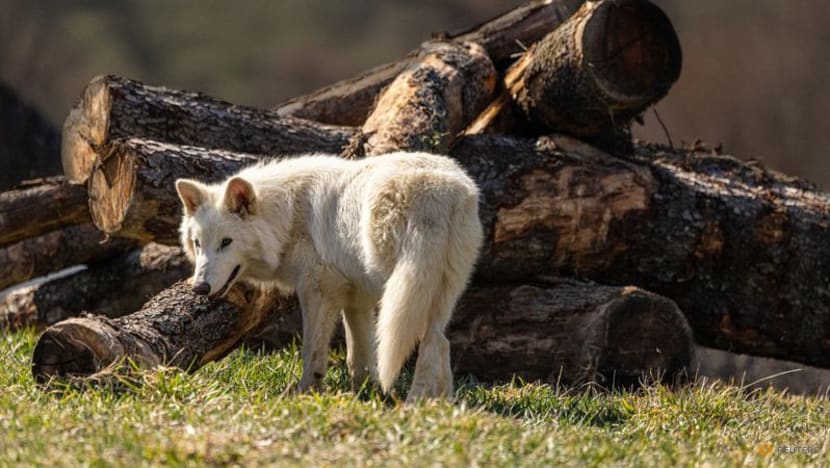 US company resurrects the extinct dire wolf, or some version of it US company resurrects the extinct dire wolf, or some version of it