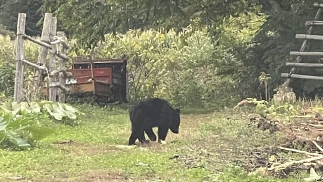 日本4月至今有12人遭熊袭丧命 创历来新高 日本4月至今有12人遭熊袭丧命 创历来新高