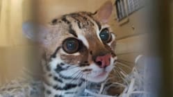 Related article image
